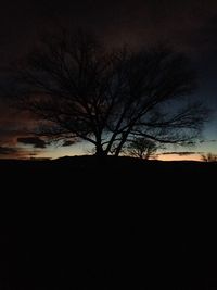 Bare trees against sky at night