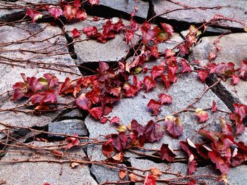 Close-up of dry leaves on the ground