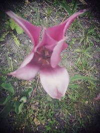 Close-up of pink flower in grass