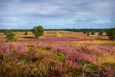 Scenic view of moorland against sky