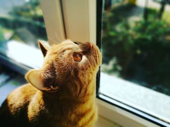 Close-up of cat by window at home