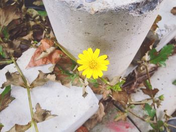 Close-up of yellow flower