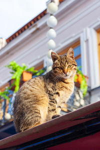 Close-up of cat looking away