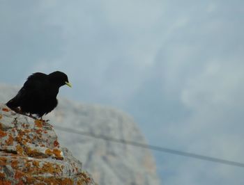 Low angle view of bird perching against sky