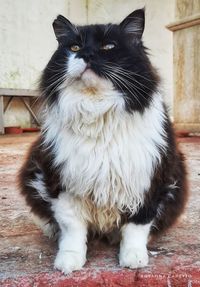 Portrait of cat sitting on floor