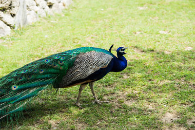 Peacock in a field