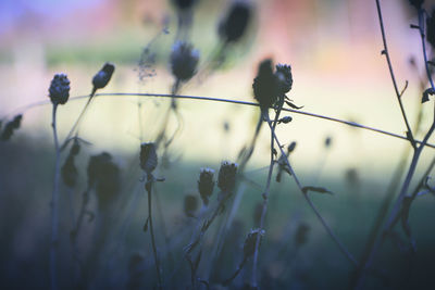 Close-up of flowering plants against sky during sunset