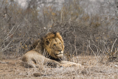 Full length of lion sitting at forest