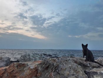 Horse sitting on rock by sea against sky