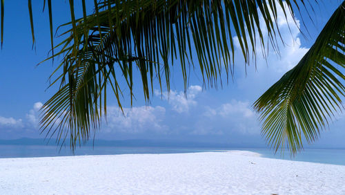 Palm trees on snow covered land against sky