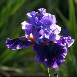 Close-up of purple iris flower
