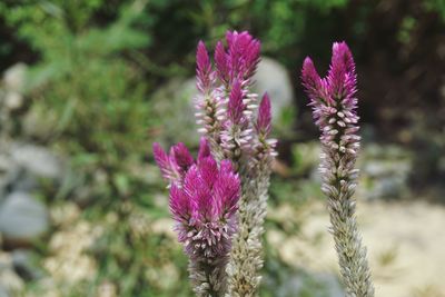 Close-up of thistle blooming outdoors