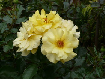 Close-up of yellow flowers blooming outdoors