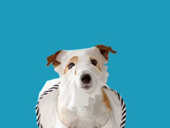 Dog with a beauty mask