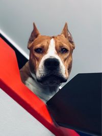 High angle portrait of dog relaxing on floor