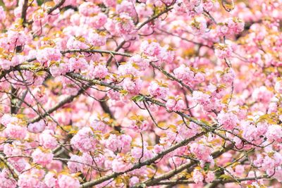 Close-up of pink cherry blossoms in spring