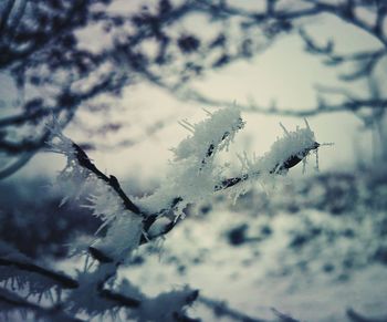 Close-up of frozen plant against sky