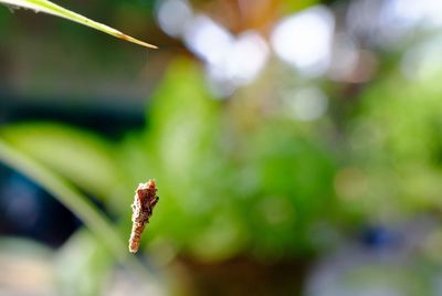 Close-up of insect on plant