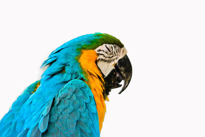 Close-up of a bird against blue background