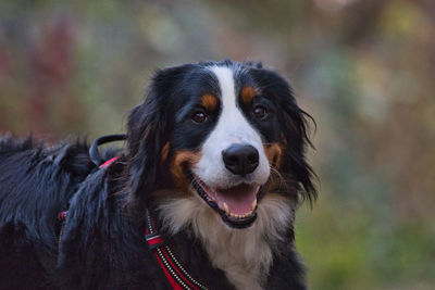 Close-up portrait of a dog looking away