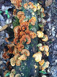 High angle view of mushrooms growing on field