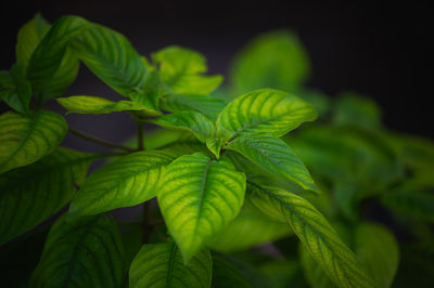 leaf