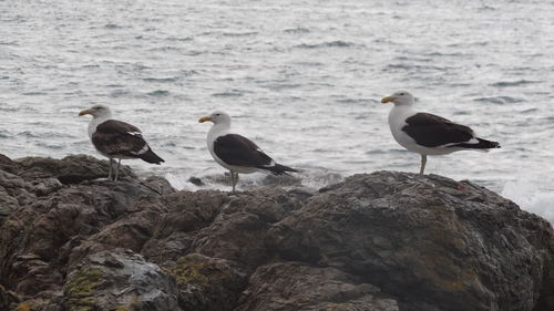 Seagulls perching on rock in sea