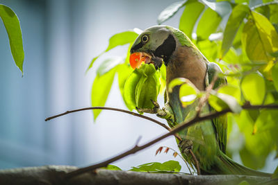 Close-up of bird perching on branch