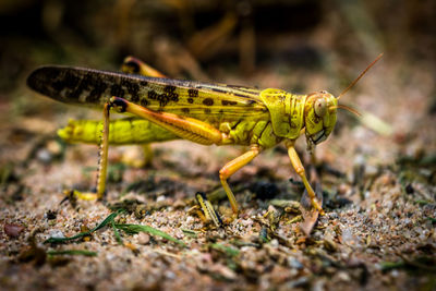 Close-up of damselfly on leaf