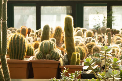 Potted plants in greenhouse