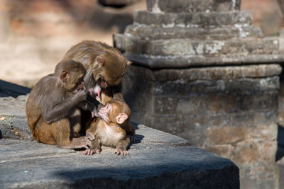 Monkey family holding a baby at a sacred temple in nepal