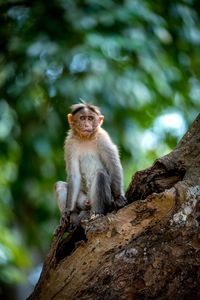 View of monkey sitting on a tree 