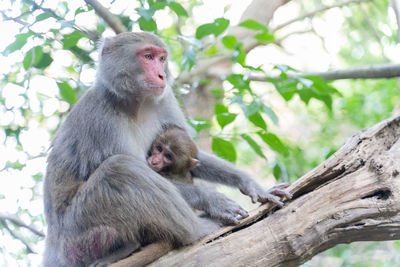 Monkey sitting on tree