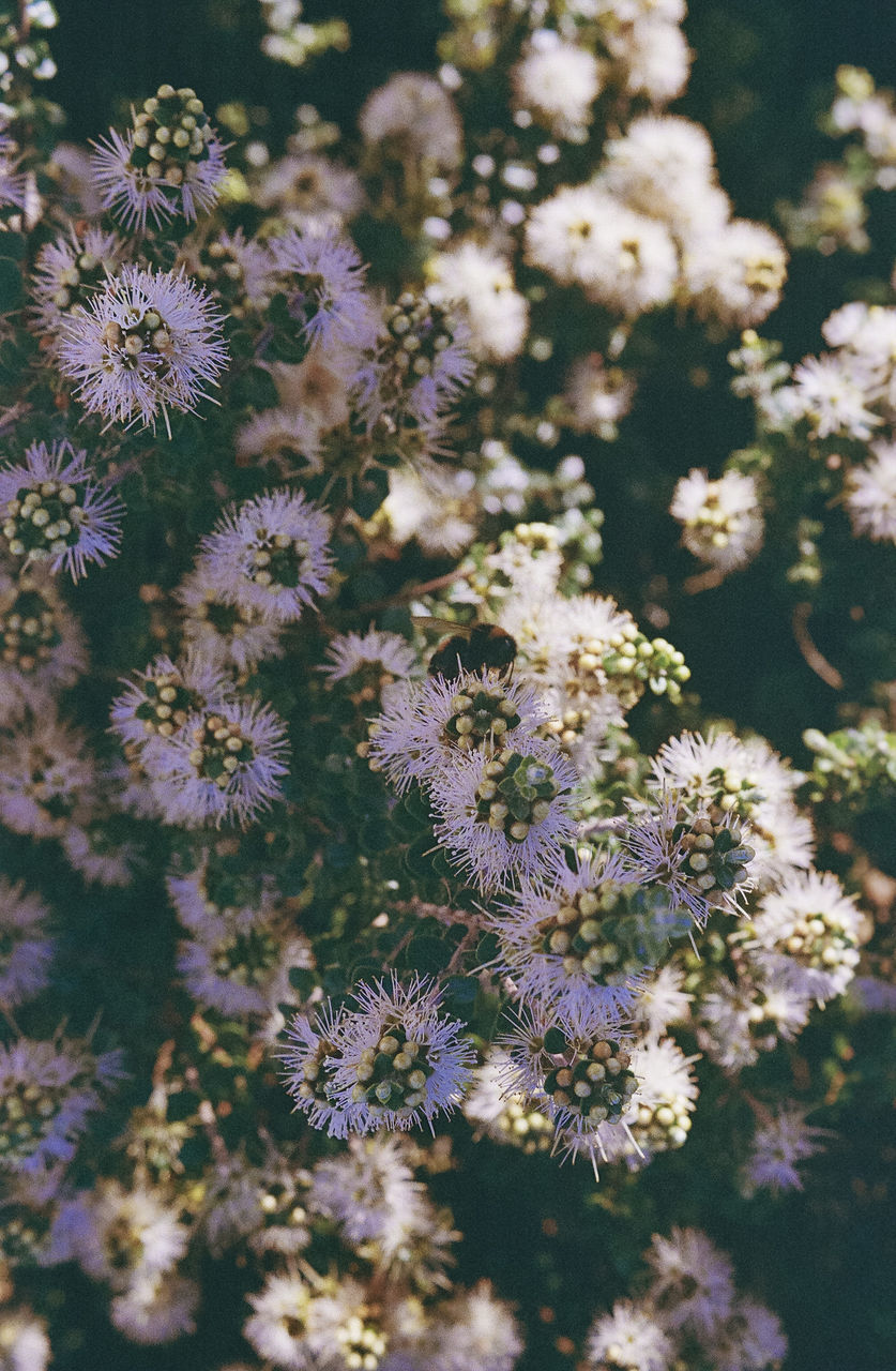 plant, flower, flowering plant, beauty in nature, nature, blossom, freshness, growth, no people, close-up, outdoors, fragility, branch, macro photography, botany, day, focus on foreground, inflorescence, flower head, selective focus, sunlight, wildflower, white, springtime