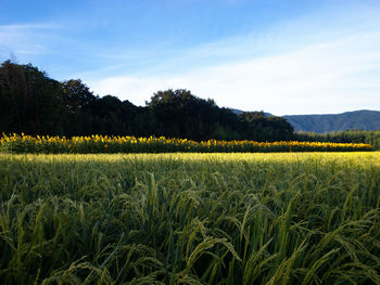 Scenic view of agricultural field against sky