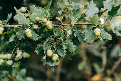 Close-up of fruits growing on tree