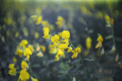 Close-up of yellow flowering plant on field