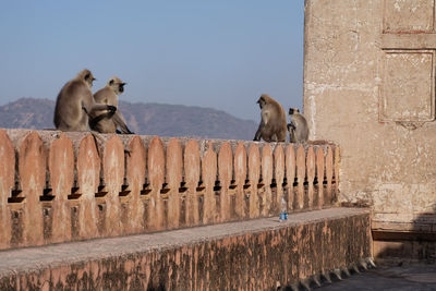 Monkeys sitting on wall