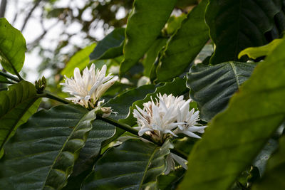 Close-up of flowering plant