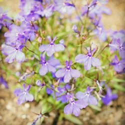 Close-up of purple flowers