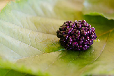 Close-up of berries growing on plant