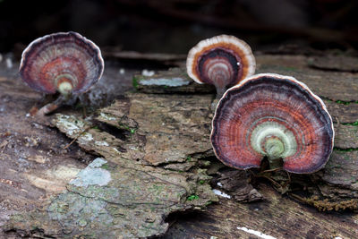 Close-up of snail