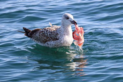 Close-up of duck swimming in lake