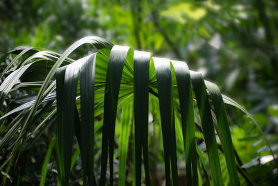 Close-up of fresh green leaves on field