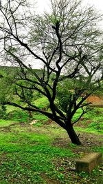 Bare tree on field