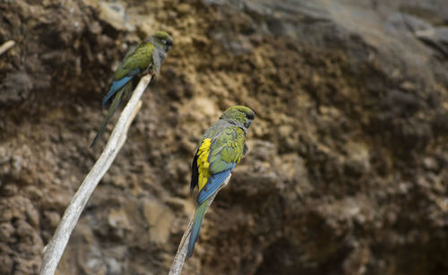 Close-up of birds perching on leaf