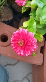 Close-up of pink flowers