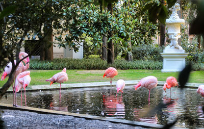 View of birds in water