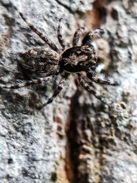 Close-up of spider on rock