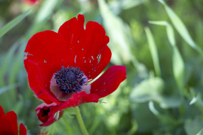 Close-up of red poppy blooming outdoors